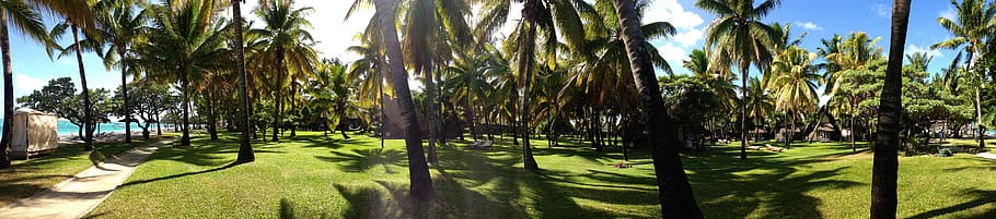 palm, beach, tropical, plant, tropical climate, tree, palm tree HD wallpaper
