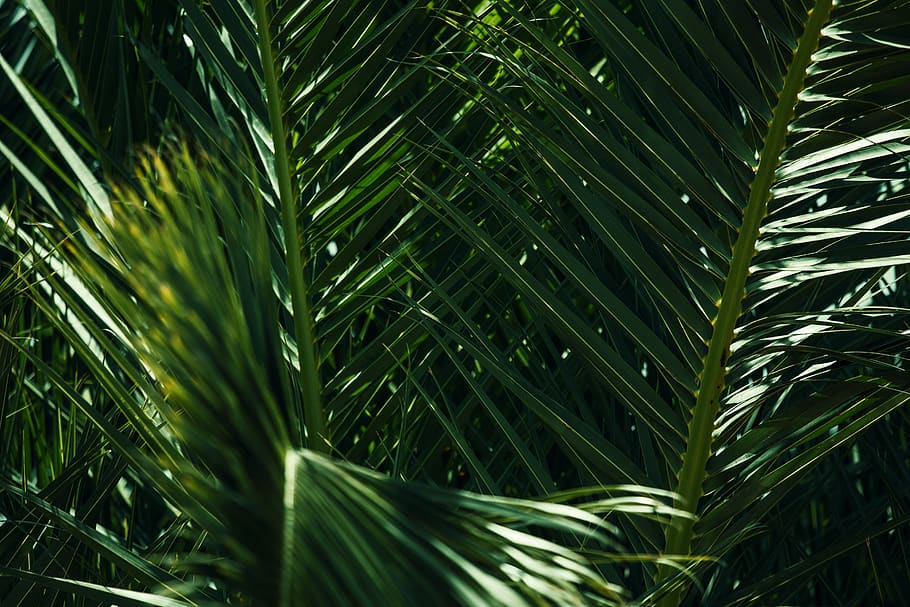 coconut leafed, growth, plant, green color, beauty in nature HD wallpaper