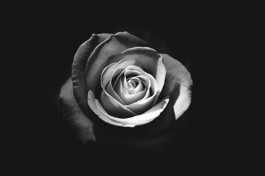 rose, flower, dark, black, white, tulip, rose - flower, flowering plant HD wallpaper