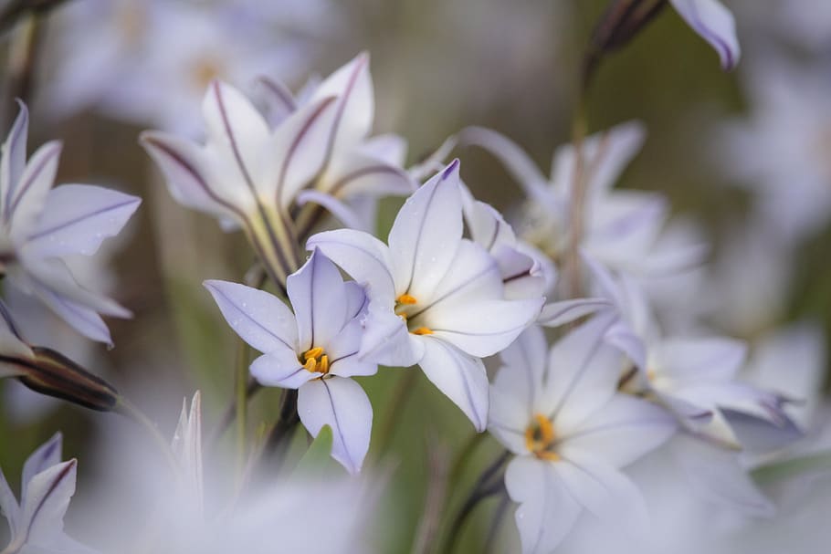 small, precious, pastel, delicate, pale, blue, petal, flowers HD wallpaper