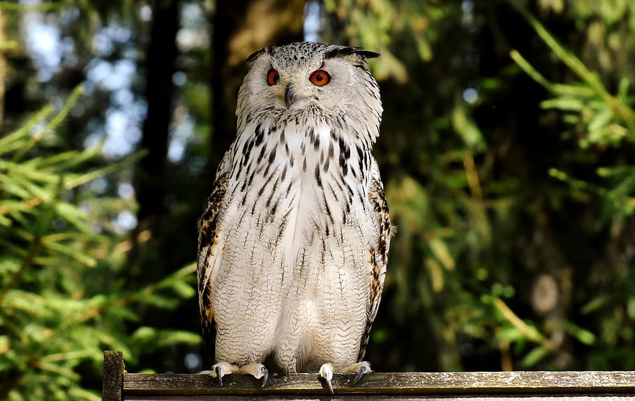 owl, bird, feather, eagle owl, animals, wild bird, cute, head HD wallpaper