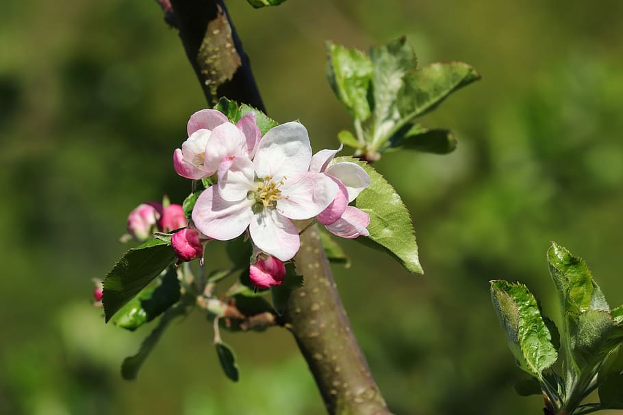 apple blossom, apple tree, spring, bloom, branch, apple tree flowers HD wallpaper