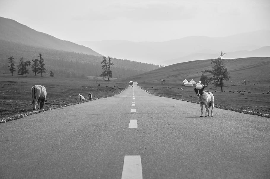 animal themes, mammal, domestic animals, livestock, pets, road HD wallpaper