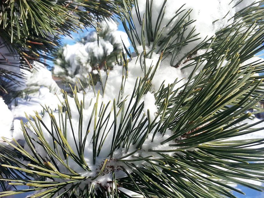 Snow, Macro, Nature, Weather, green, pine, pine leaves, winter HD wallpaper