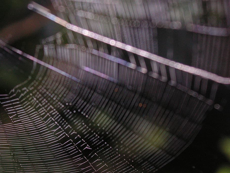 spider, web, spiderweb, spider web, outdoors, silk, blur, no people HD wallpaper