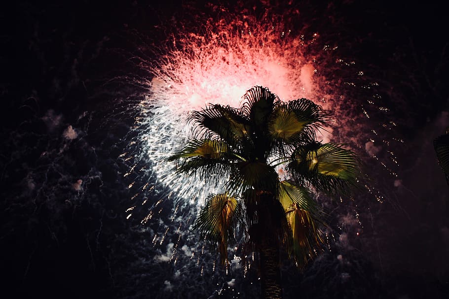 green palm tree, firework, party, celebration, spark, color, colour HD wallpaper