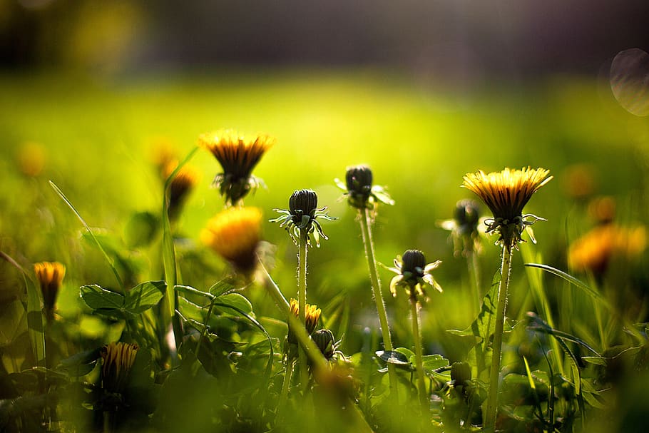 grass, nature, plant, meadow, dandelion, morning, spring, flower HD wallpaper