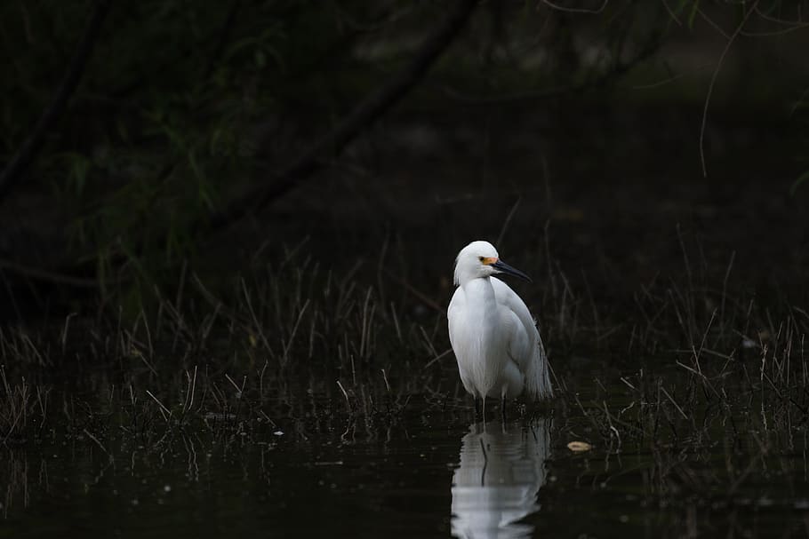 white bird on pond, animal, ardeidae, egret, waterfowl, heron HD wallpaper