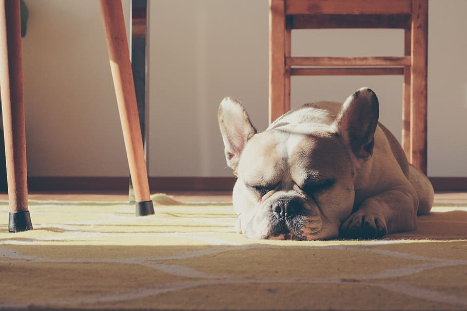 germany, mainz, sleeping, sun, sunshine, bulldog, french bulldog HD wallpaper