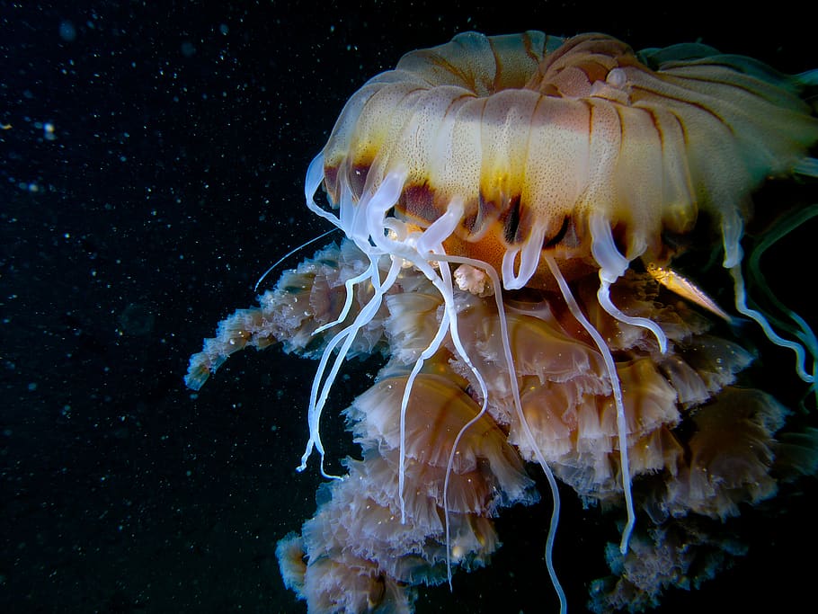 yellow jellyfish, sea, underwater, sea life, animals in the wild HD wallpaper