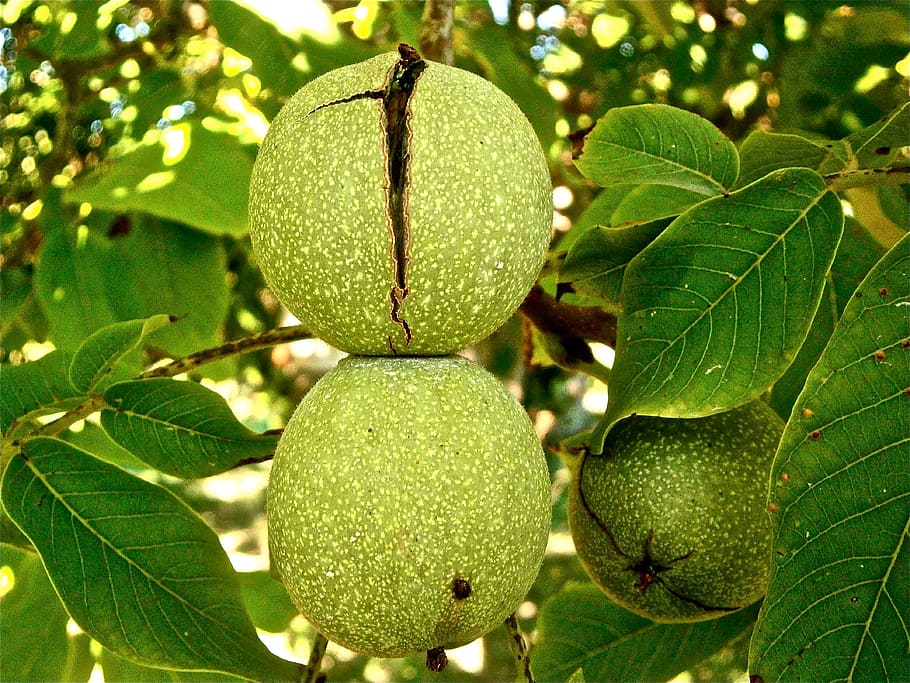 Green Round Fruit Macro Shot Photography, nature, plant, tree HD wallpaper