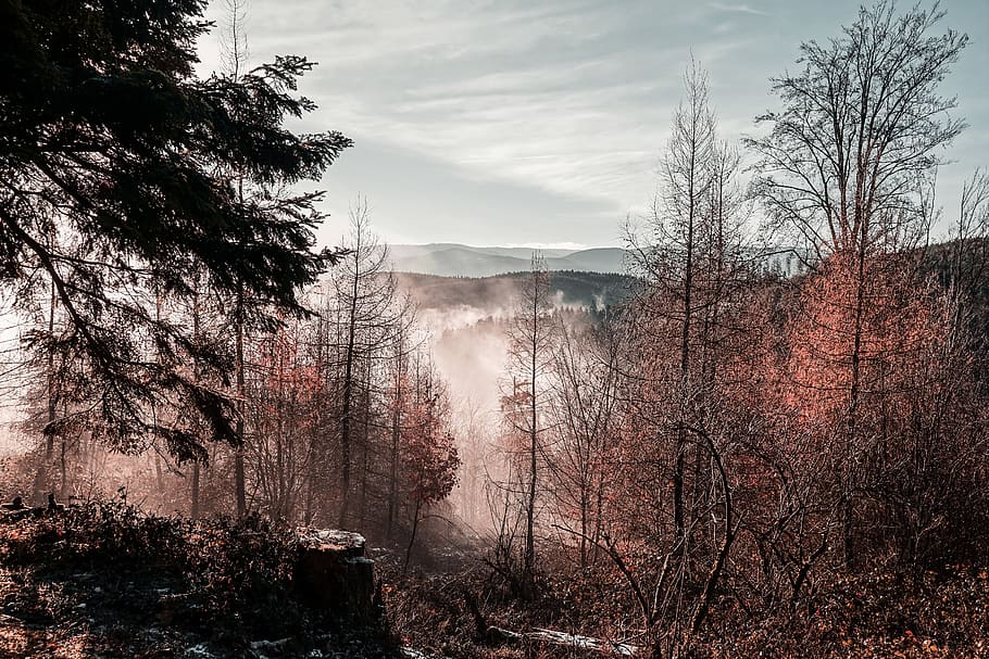 brown forest under white sky, mountain, blue, orange, cloud, sun HD wallpaper