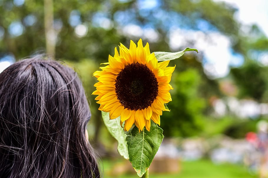 sunflower, plain, landscape, grass, nature, flowering plant HD wallpaper