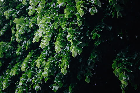 Municipal greenery, flora, leaf, leaves, spring, Italy, may, hedge HD wallpaper