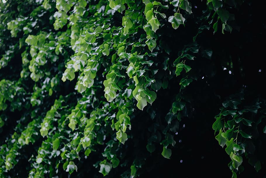 Municipal greenery, flora, leaf, leaves, spring, Italy, may, hedge HD wallpaper
