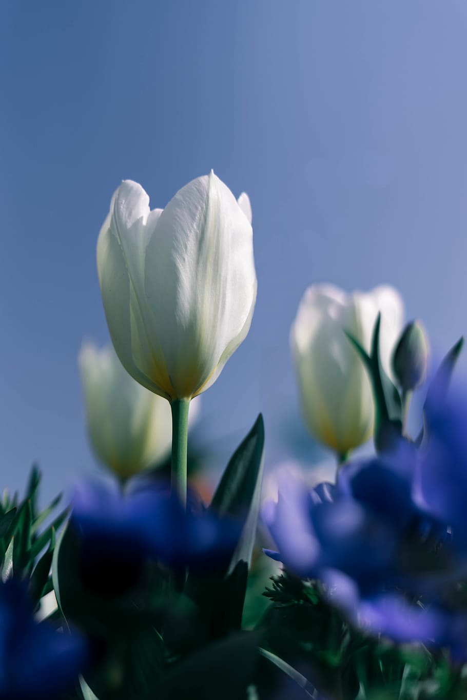 flowering plant, vulnerability, fragility, beauty in nature HD wallpaper