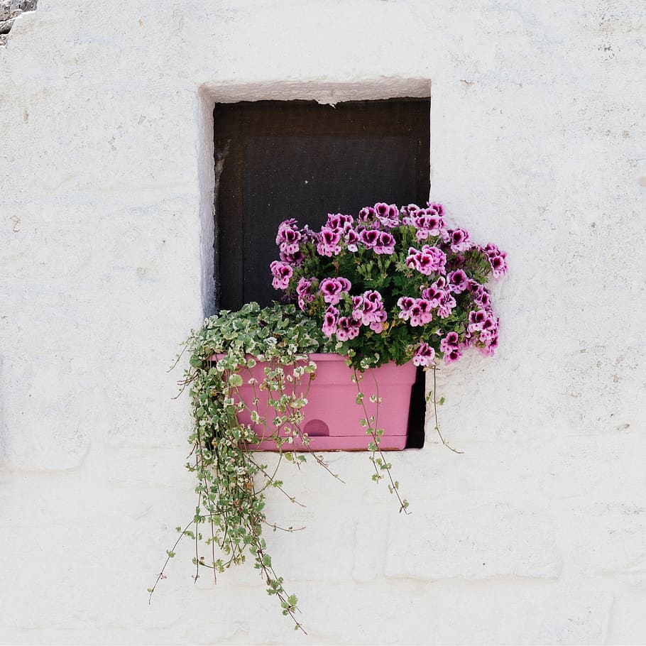italy, alberobello, flowering plant, pink color, wall - building feature HD wallpaper