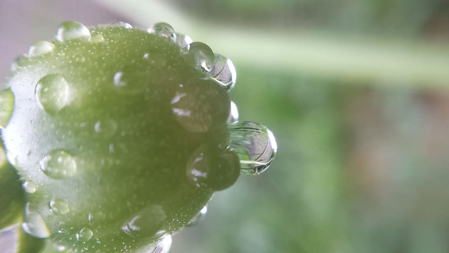 Tomato covered in dewdrops, wet, fruit, garden, water drop, food and drink HD wallpaper