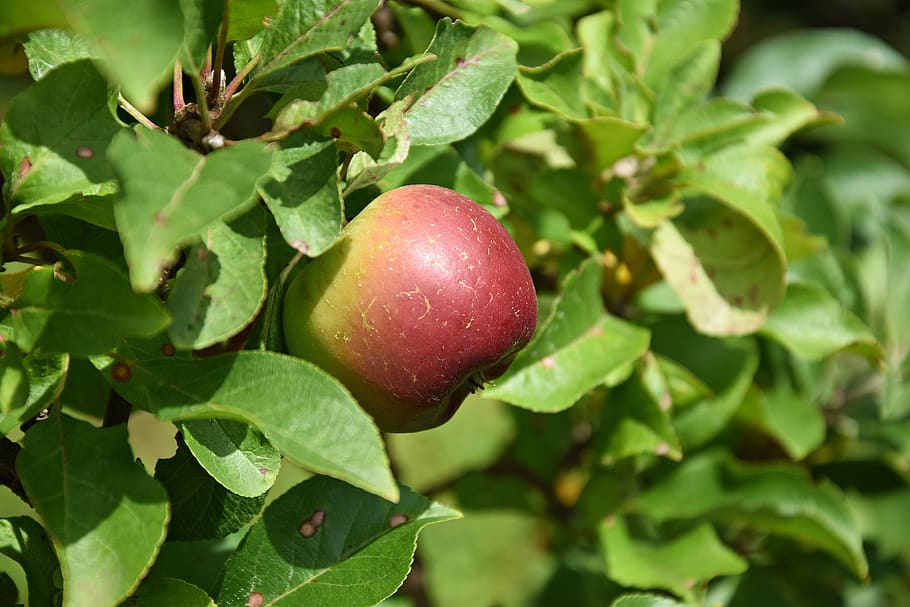 apple, tree, apple tree, fruit, nature, ripe, branch, kernobstgewaechs HD wallpaper
