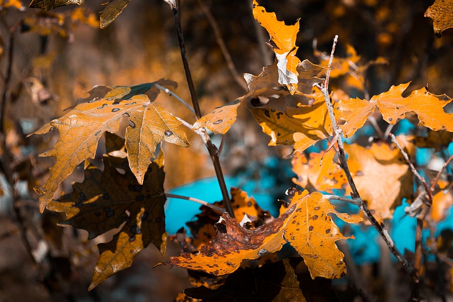 brown leaves, kyrgyzstan, chunkurchak, birch, flora, plant, tree HD wallpaper
