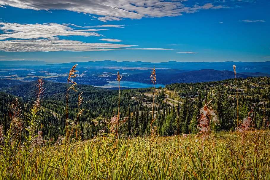 united states, whitefish, plant, tranquil scene, beauty in nature HD wallpaper