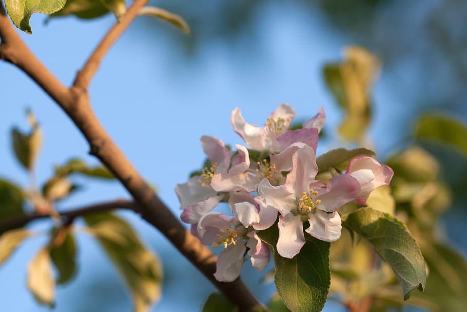 spring, flower, flowers, background, focus, closeup, outdoor HD wallpaper