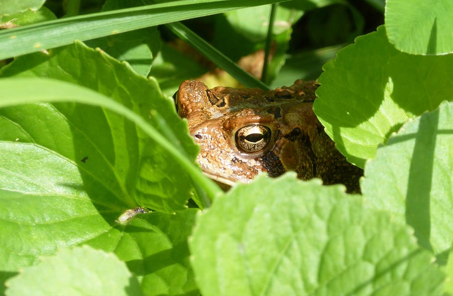 toad, leaves, plant part, leaf, animal, animal wildlife, animal themes HD wallpaper