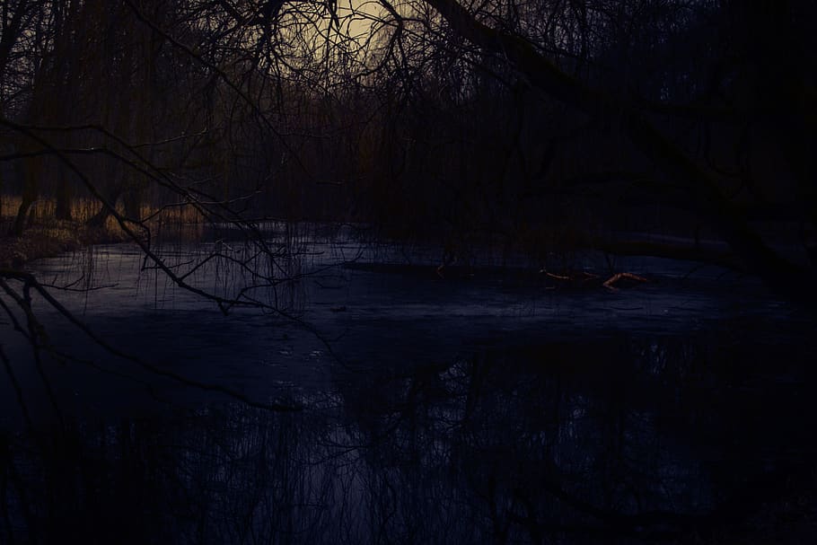 lake, trees, spring, evening, dark, shadow, shadows, way, springtime HD wallpaper