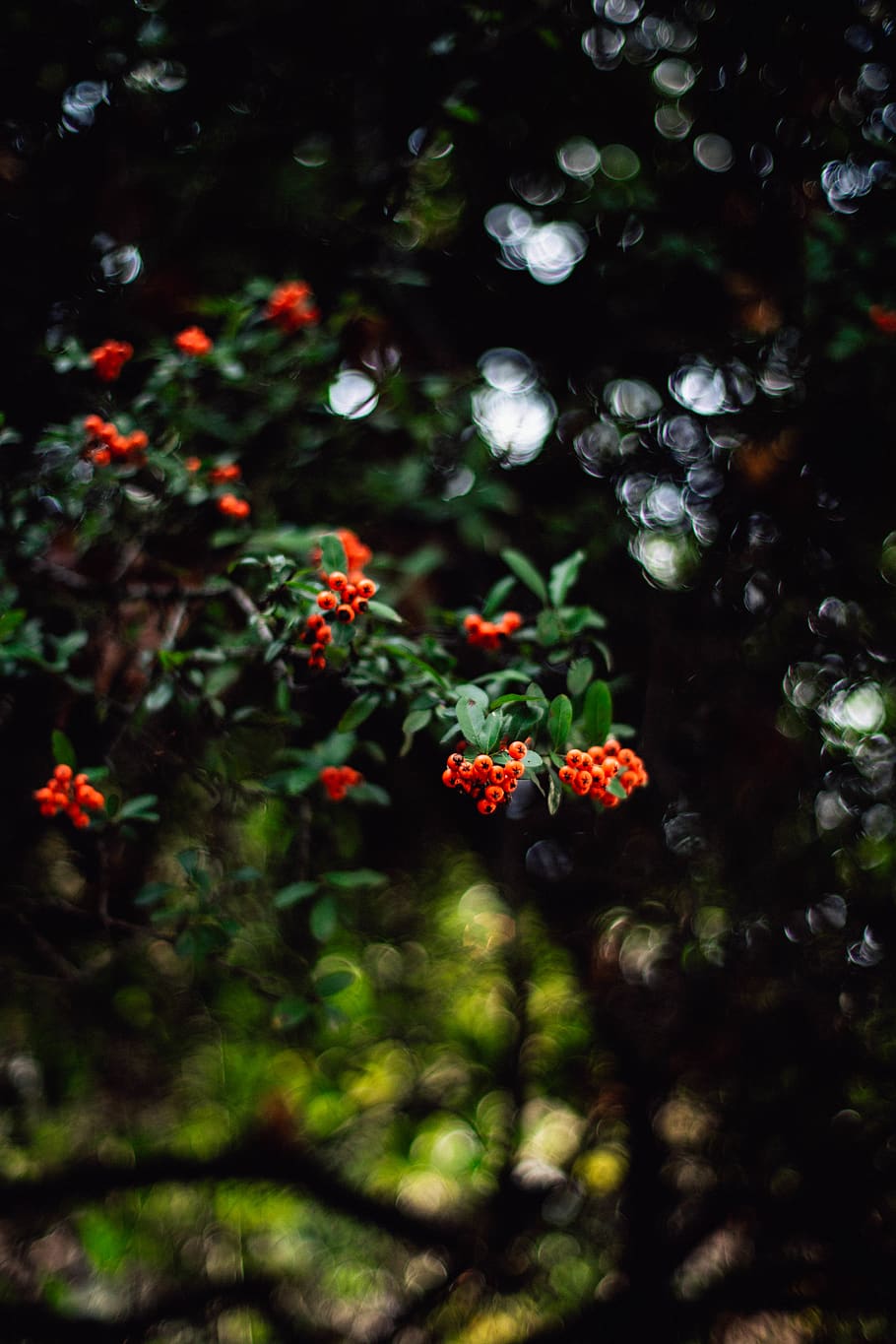 orange fruits, leaf, plant, outdoors, bush, vegetation, tree HD wallpaper