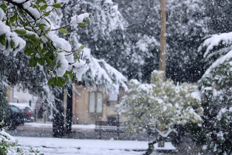 snow, tree, bow, winter, nature, cold, trees, landscape, snowy HD wallpaper