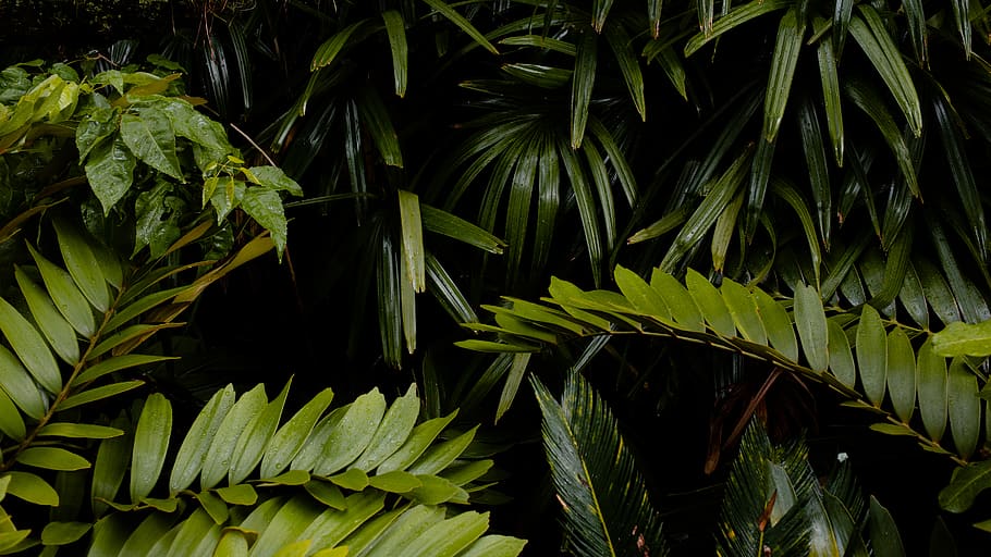 green leafed plant, green color, plant part, growth, nature, no people HD wallpaper