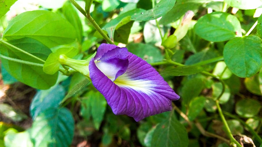 flora, plant, green, background, leaves, shrub, nature, macro, HD wallpaper