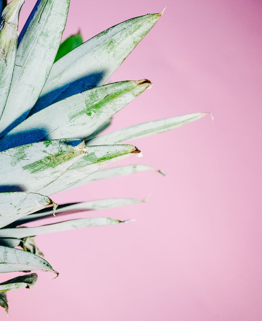 fruit, plant, crown, pineapple, freshness, close-up, pink color HD wallpaper