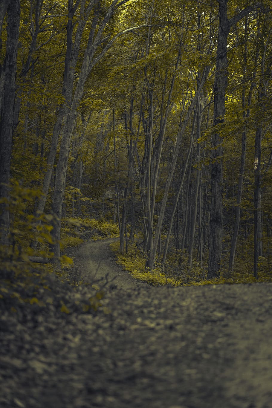 pathway between trees in forest, road, leaf, leaves, wanderlust HD wallpaper