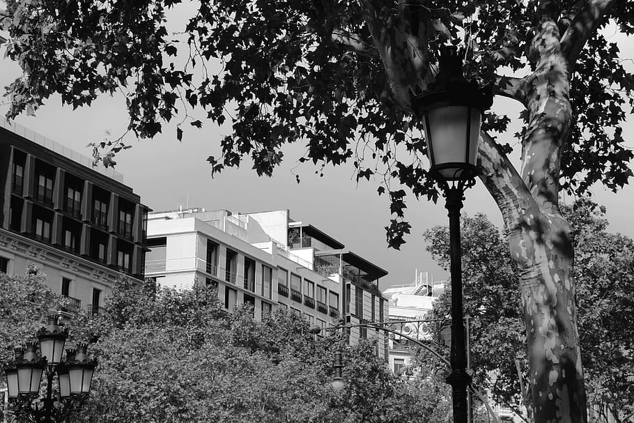 spain, barcelona, tree, building exterior, plant, architecture HD wallpaper