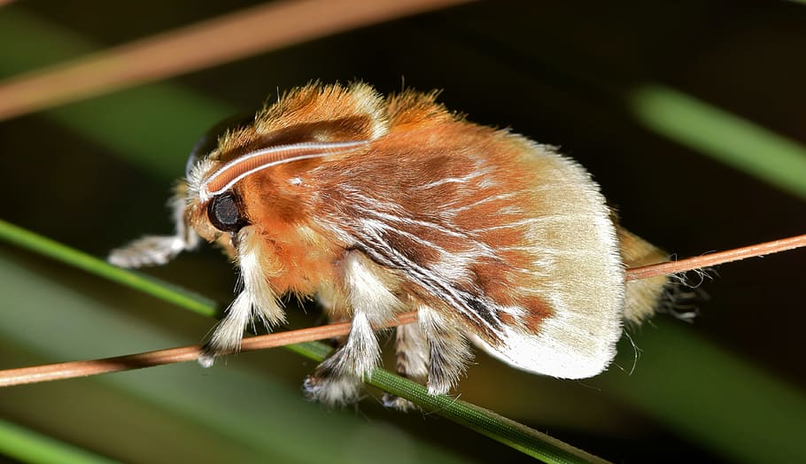 Brown Tussock Moth in Tilt Shift Lens, close-up, insect, macro HD wallpaper