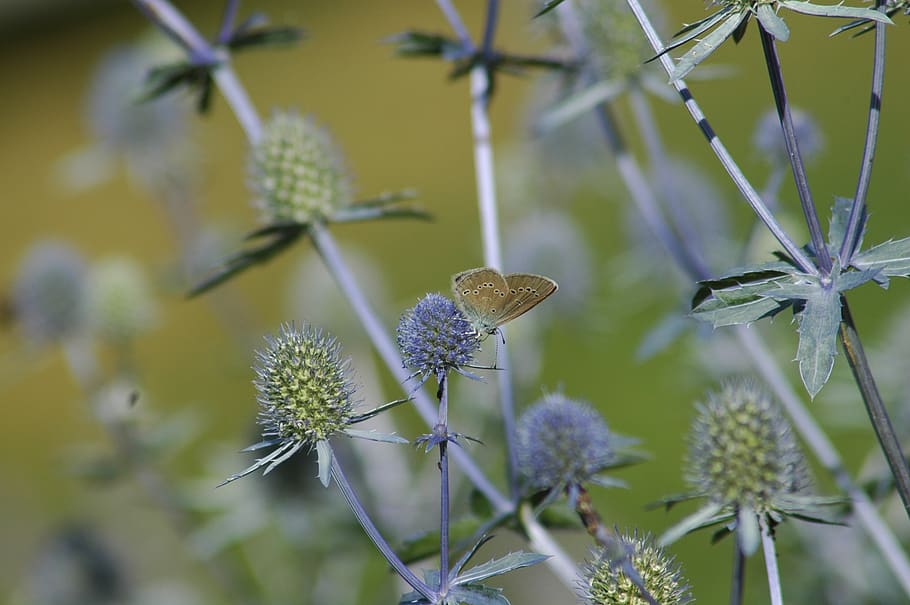 flora, nature, leaf, flower, garden, closeup, butterfly, plant HD wallpaper