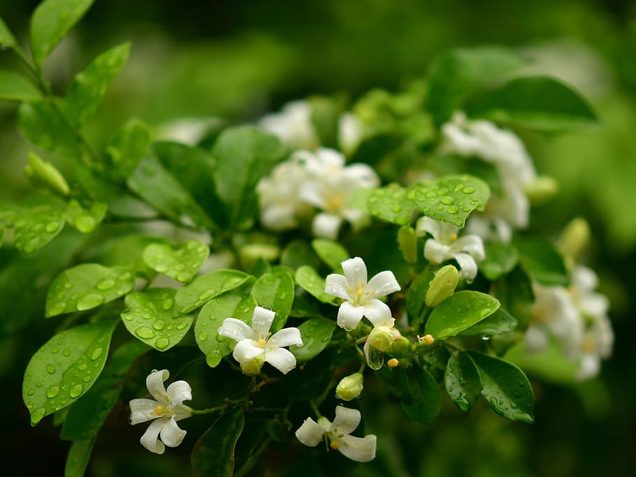 orange jasmine, white flowers, fragrance, bloom, blossom, garden, HD wallpaper