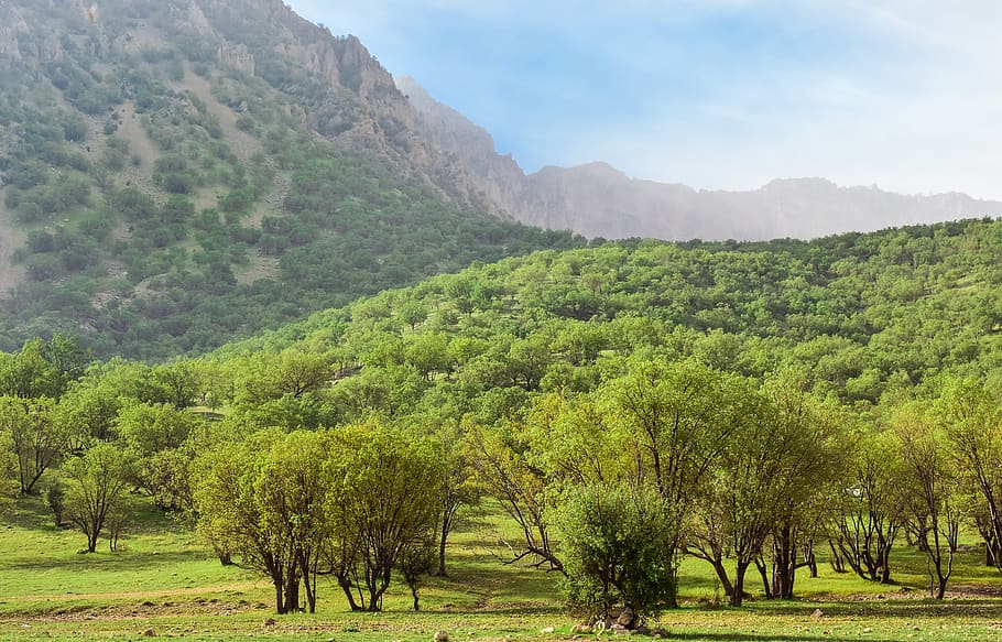 green trees on mountain, nature, outdoors, field, grass, plant HD wallpaper