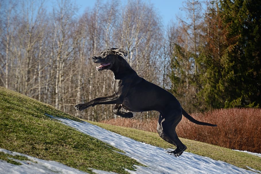 great dane, run, dog, mammal, animal, one animal, animal themes HD wallpaper