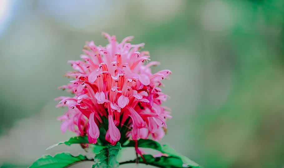 Close-Up Photography of Pink Flower, beautiful, bloom, blooming HD wallpaper