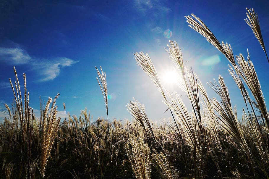 Green Plant Under Blue Sky, field, grass, meadow, nature, sunlight HD wallpaper