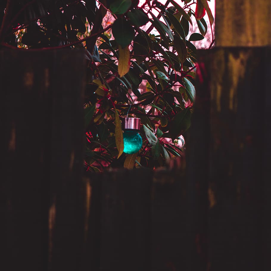 ball, focus, tree, bush, blue, garden, wood, fence, morning HD wallpaper