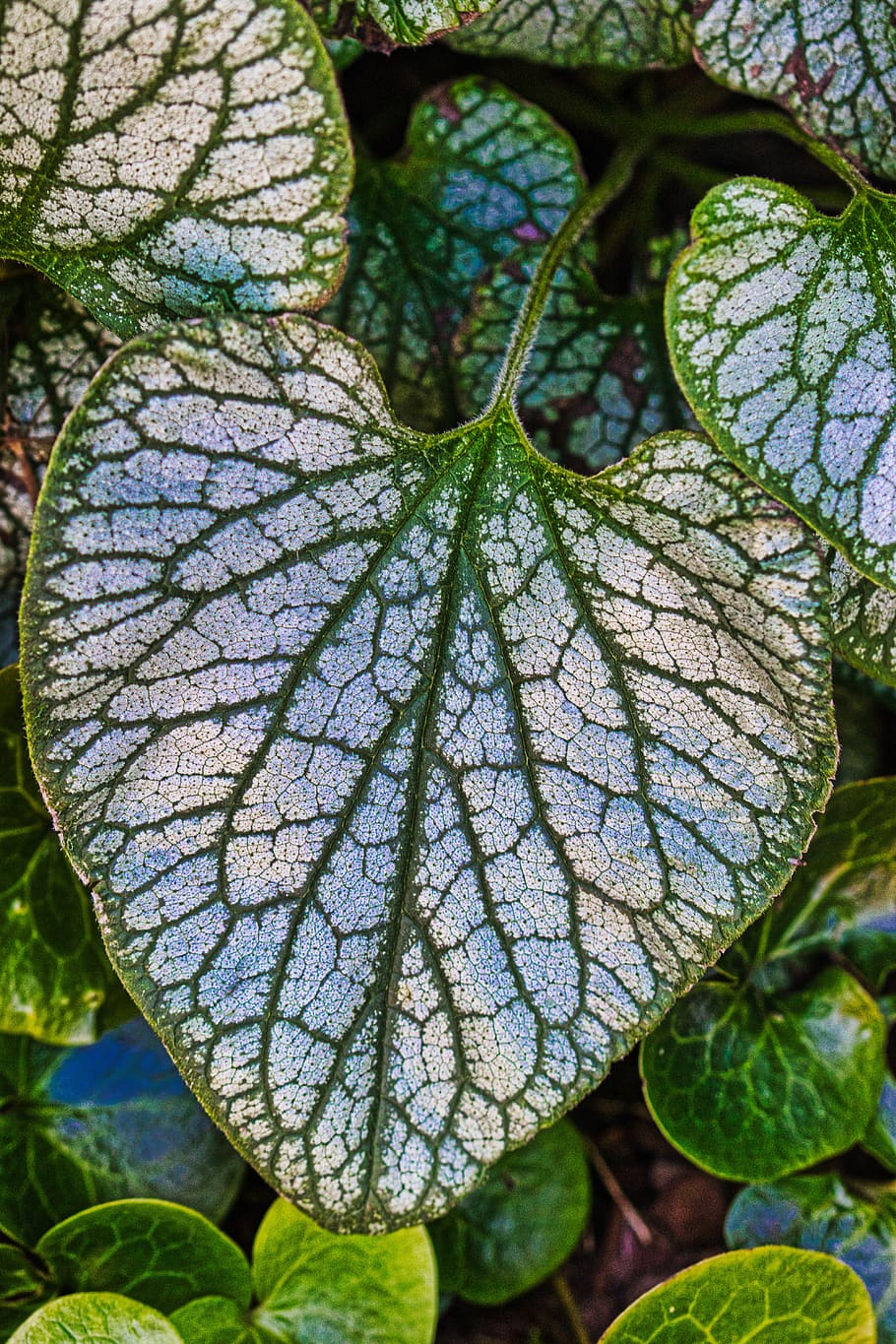 leaf, structure, background, nature, texture, green, plant part HD wallpaper