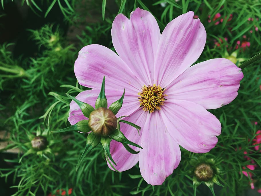 Purple Flower, Flowers, Macro, Nature, Spring, Summer, green HD wallpaper