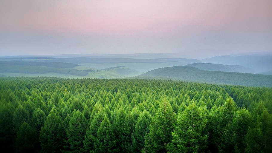 aerial view of forest, tree, mountain, conifer, plant, flora, HD wallpaper