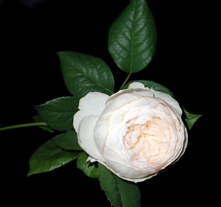 rose, white, flower, perfume, garden, nature, leaf, plant part HD wallpaper