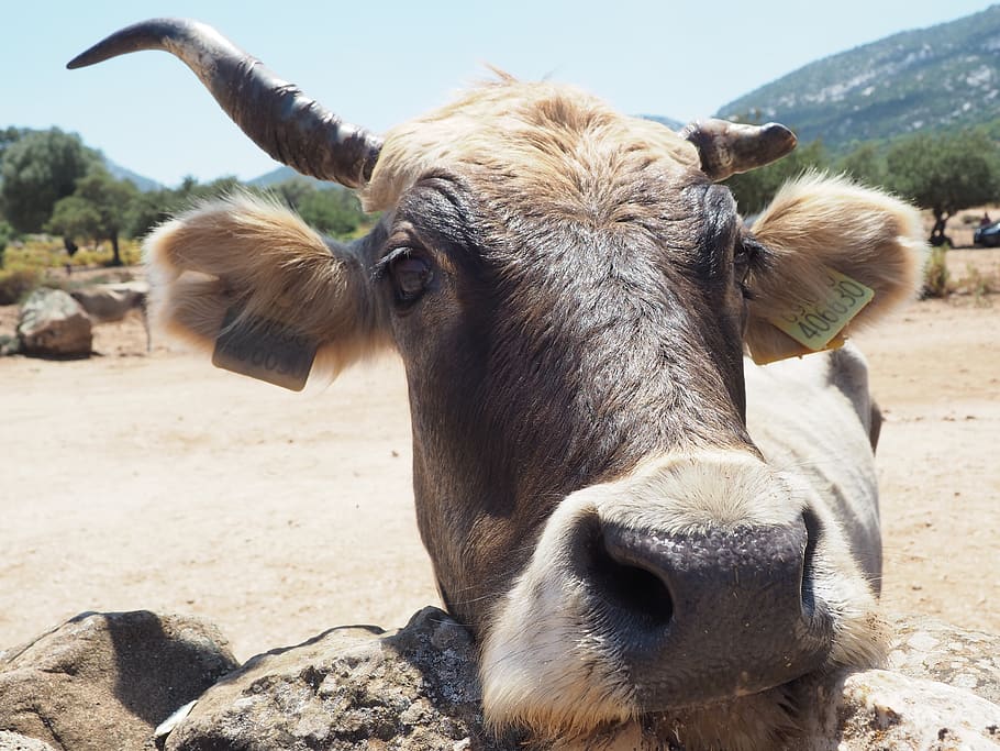 vache, animal themes, one animal, livestock, domestic, mammal HD wallpaper