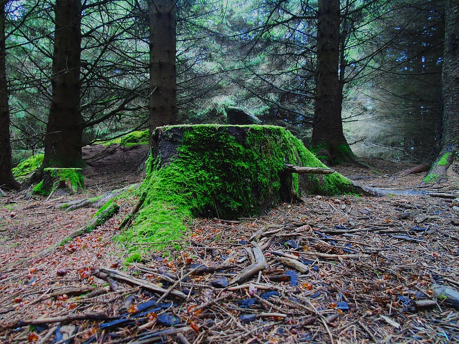 wood, tree, forest, land, plant, tree trunk, growth, nature HD wallpaper