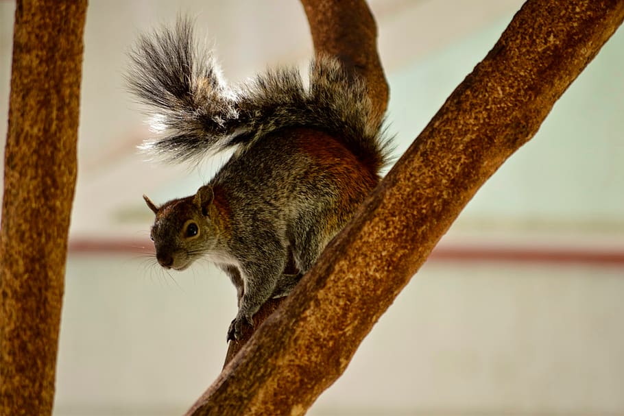 squirrel, forest, coffee, rodent, tree, branch, wild animals HD wallpaper